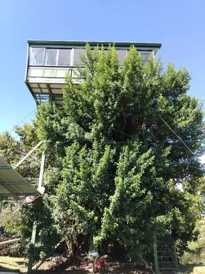 a large tree in front of a building at Casa árbol in Aguas Zarcas