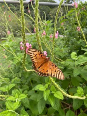 a butterfly is sitting on a plant at Casa Mangos in Orotina