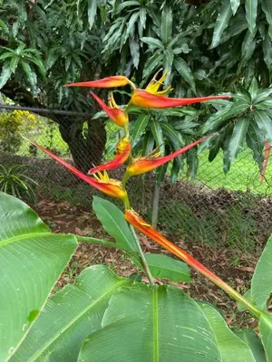 a colorful flower is growing on a plant at Casa Mangos in Orotina