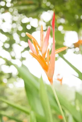 a pink flower in the middle of a plant at Hotel Delfin Playa Bejuco in Esterillos Este