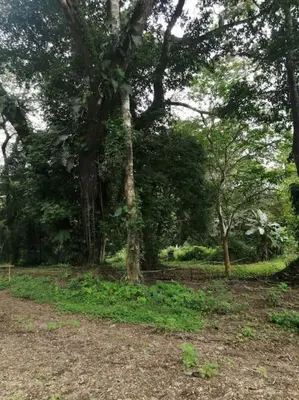 a group of trees in a forest with grass at Cabañas Mantas in Jacó