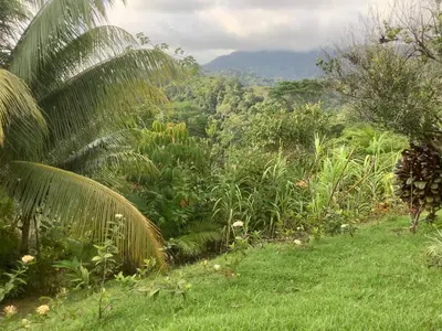 a lush green forest with a palm tree in the foreground at PRIVATE SPACE Just you and the Birds with PRIVATE INFINITY POOL in Uvita