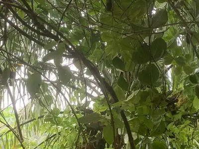 a branch of a tree with green leaves at PRIVATE SPACE Just you and the Birds with PRIVATE INFINITY POOL in Uvita