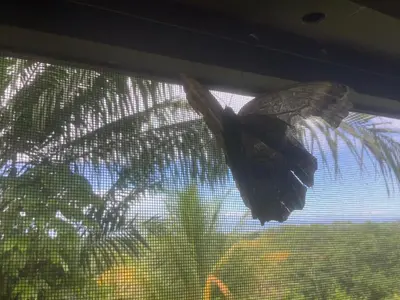 a butterfly sitting on top of a window at PRIVATE SPACE Just you and the Birds with PRIVATE INFINITY POOL in Uvita