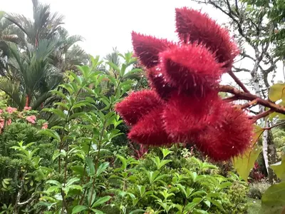 a red flower is hanging from a tree at PRIVATE SPACE Just you and the Birds with PRIVATE INFINITY POOL in Uvita
