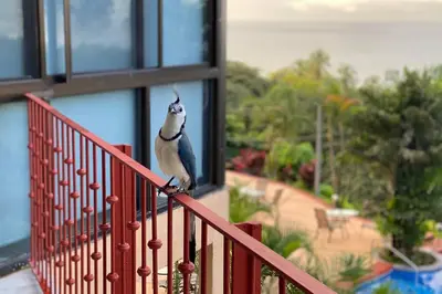 a bird sitting on the railing of a balcony at Modern condo with stunning ocean views in Samara in Sámara