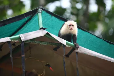 a monkey standing on top of a roof at Rafiki Beach Camp in Matapalo