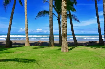 a group of palm trees on the beach at Modern Beachfront Paradise - Hermosa Palms 8 in Playa Hermosa