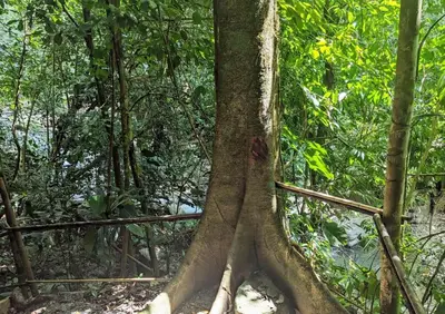 a tree in the middle of a forest at Yogachal Vista Mar Bamboo House in the Jungle in Ojochal