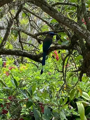 a blue bird sitting on a tree branch at Jicote finca de ecoturismo 2 in Cartago