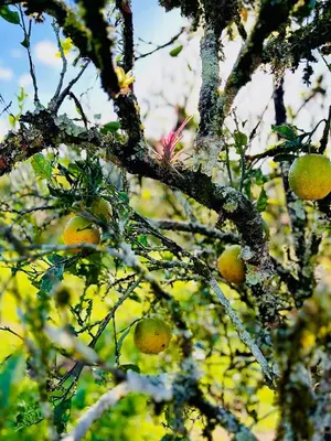 a tree with many lemons on it at Jicote finca de ecoturismo 2 in Cartago