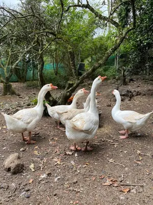a group of white ducks standing on the ground at Jicote finca de ecoturismo 2 in Cartago