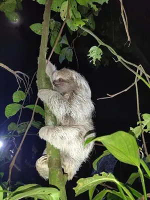 a sloth climbing a tree in the jungle at Cabinas Agamy in Tortuguero
