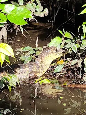 a crocodile is laying in the water at Cabinas Agamy in Tortuguero