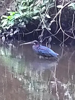 a bird is standing in the water at Cabinas Agamy in Tortuguero