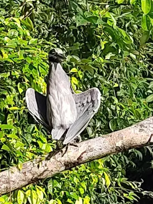 a bird perched on top of a tree branch at Cabinas Agamy in Tortuguero