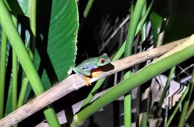 a green frog sitting on a stick on a plant at Cabinas Agamy in Tortuguero