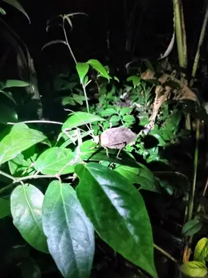 a green plant with lots of green leaves at Cabinas Agamy in Tortuguero