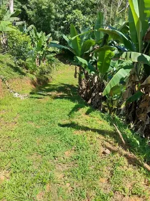 a field of grass with a row of banana trees at Finca Makambu in Platanillo