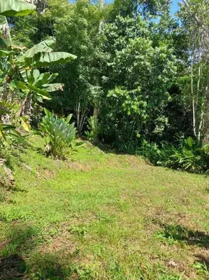 a field of grass with trees in the background at Finca Makambu in Platanillo