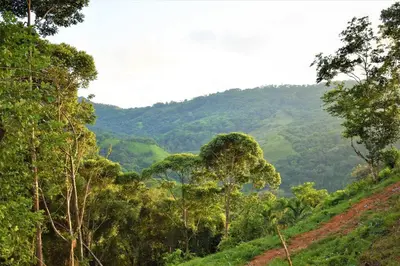 auliculiculiculiculiculiculiculiculiculiculiculiculiculiculic at Finca Makambu in Platanillo