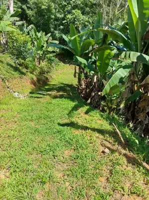 a field of grass with a row of banana trees at Finca Makambu in Platanillo