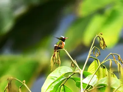 a hummingbird perched on top of a green plant at Mirador Valle del General in La Ese