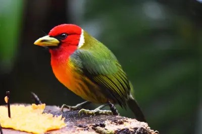 a colorful bird standing on a piece of food at Mirador Valle del General in La Ese