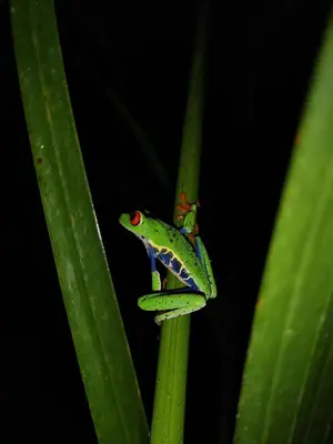 a frog sitting on top of a green plant at Natural paradise in Turrialba