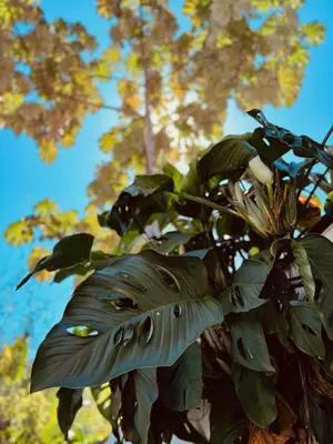 a large green leaf on a tree at Casa Principe in Uvita