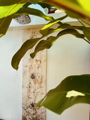 a plant with green leaves next to a wall at Casa Principe in Uvita