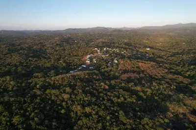 an aerial view of a forest of trees at Casa Bellota in Marbella