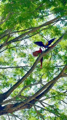 two birds perched on the branches of a tree at Deer House Cabuya in Cabuya