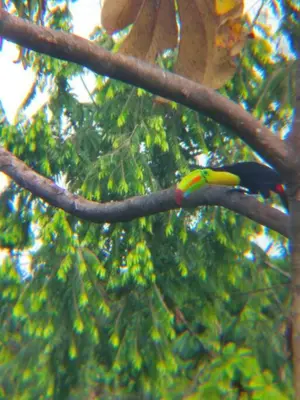 a bird is sitting on a tree branch at Pocho's Place Rio Celeste in San Antonio