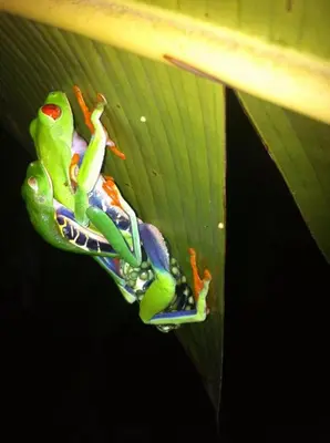 a frog is sitting on a green leaf at Cabinas Balcon del Mar Tortuguero in Tortuguero