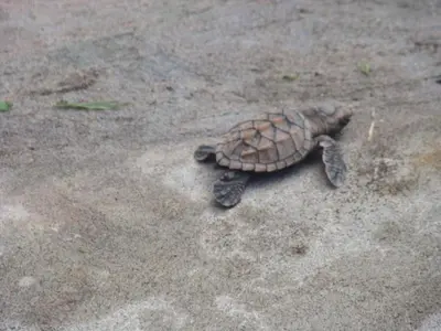 a small turtle is laying on the ground at Cabinas Balcon del Mar Tortuguero in Tortuguero