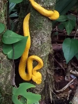 a yellow snake clinging to a tree at Cabinas El Muellecito in Tortuguero