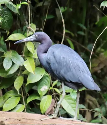 a bird with a long beak standing on a ledge at Cabinas El Muellecito in Tortuguero