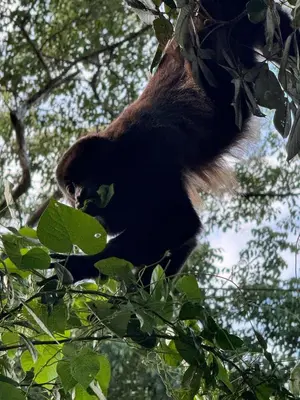 a bear is sitting in a tree at Aura Bungalow in Tamarindo