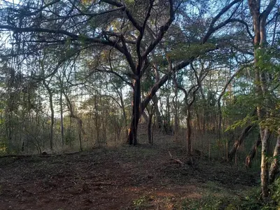 a wooded area with a lot of trees at Aura Bungalow in Tamarindo