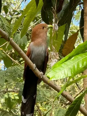 a bird is sitting on a tree branch at Aura Bungalow in Tamarindo