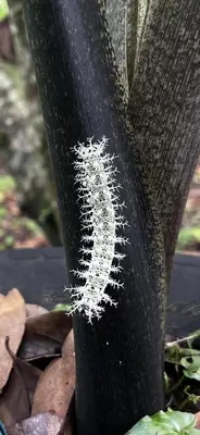 a close up of a plant with a white plant growing on it at Casa Colibrí in Tilarán