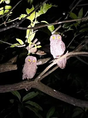 two owls sitting on a tree branch at Casa Colibrí in Tilarán