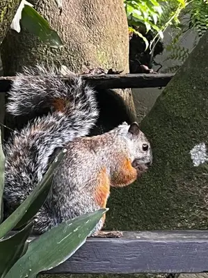 a squirrel sitting on the ground in a tree at Casa Colibrí in Tilarán