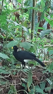 a black bird standing in the middle of a forest at Casa Colibrí in Tilarán