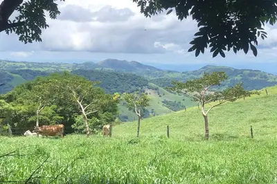 two cows grazing in a field of green grass at Casa Colibrí in Tilarán
