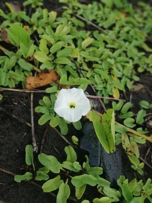 a white flower on the ground with green leaves at Hospedaje Meryscar in Tortuguero