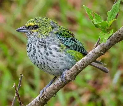 a bird is sitting on a tree branch at Mon Bellis in El Copey