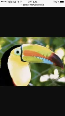 a toucan with a colorful beak on a tree at Casa del Árbol in Quepos