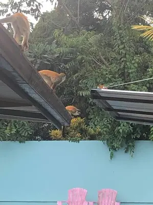 two cats standing on top of a roof at Casa del Árbol in Quepos